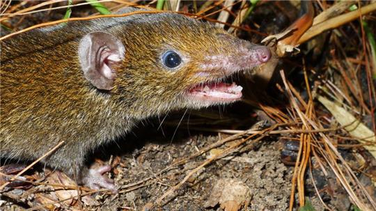Der Kleine Rattenigel hat weiches Fell und scharfe Reißzähne.