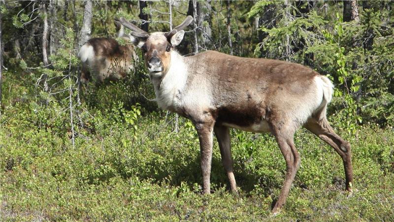 Der Klimawandel bedroht Lebensräume von Rentieren. (Archivbild)