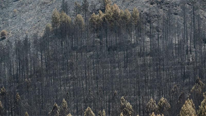 Der Klimawandel erhöht die Wahrscheinlichkeit von Waldbränden, weil Perioden mit Trockenheit und Hitze länger werden. 