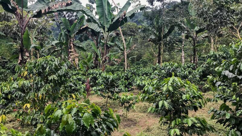 10 Fakten, die Sie zum Kaffee-Experten machen Der Klimawandel wirkt sich auch auf den Kaffeeanbau aus.