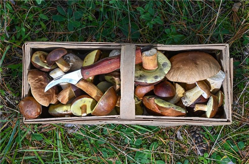 Viele Wildpilze weiter radioaktiv belastet Der Korb eines Pilzsammlers.