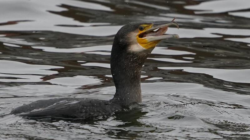 Der Kormoran bereitet vielen Anglern Sorgen durch seinen großen Appetit.