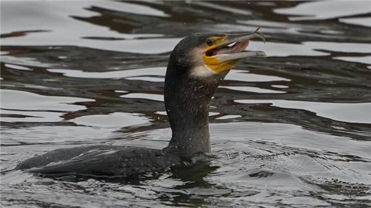 Der Kormoran bereitet vielen Anglern Sorgen durch seinen großen Appetit.