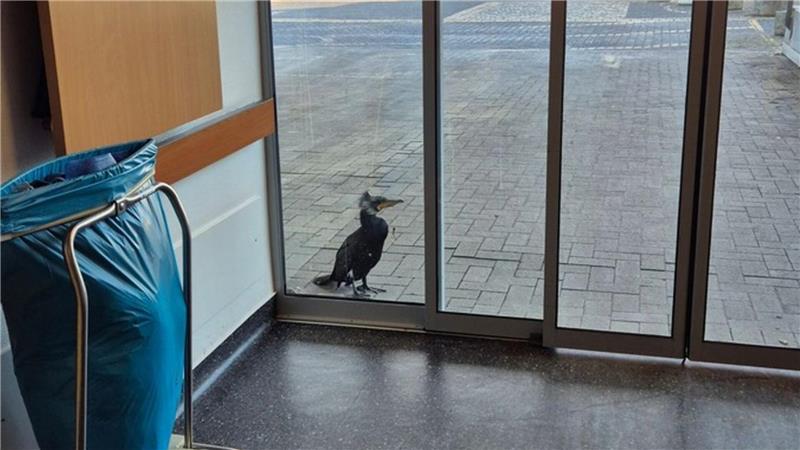 Der Kormoran stand am Sonntag vor der Notaufnahme.