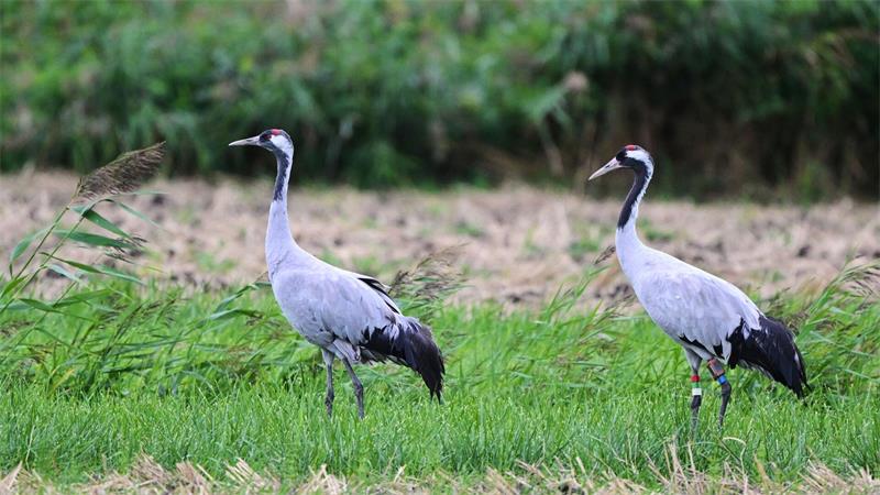 Wahl zum „Vogel des Jahres“ beginnt – was bringt die Kür? Der Kranich (Grus grus) gilt in vielen Ländern als Symbol für Glück, Liebe und Frieden. (Archivbild)