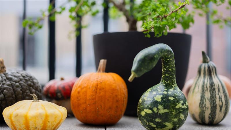 Kürbis-Boom: Pumpkin ist populär Der Kürbis hat viele Formen: Verschiedene bunte Kürbisse liegen auf einem Balkon. (Archivbild)