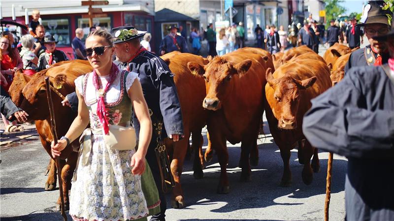 Das Bild zeigt eine Kuhherde, die bei einem Umzug durch die Stadt geht.