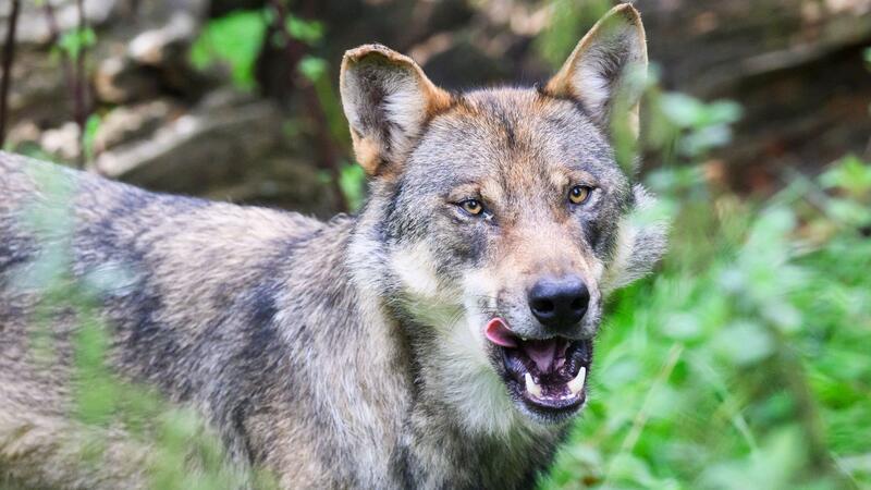 Landkreis erteilt Abschussgenehmigung für Wolf Der Landkreis Aurich will einen strenggeschützten Wolf abschießen lassen. Als Grund für eine Ausnahmegenehmigung nennt die Behörde ein „wiederkehrendes problematisches Rissverhalten“