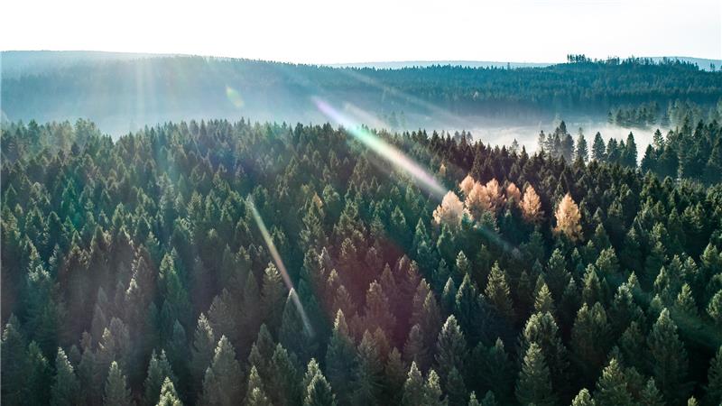 Der Blick von oben auf ein Waldgebiet im Harz.