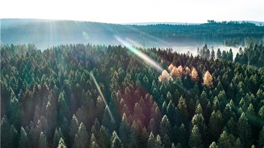 Der Blick von oben auf ein Waldgebiet im Harz.