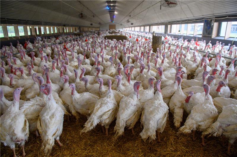 Puten stehen eng bei einander im Stall.