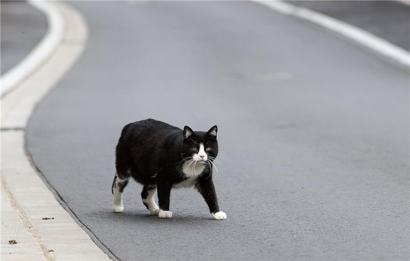 Landkreis ruft „Katzennotstand” aus Der Landkreis Kelheim hat den «Katzennotstand» ausgerufen. (Symbolbild)