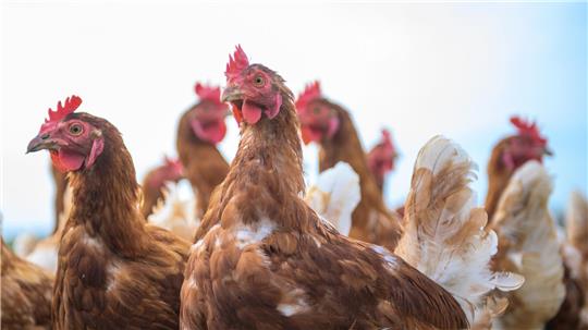 Der Landkreis Leer hebt die Überwachungszone nach einem Ausbruch der Geflügelpest in Moormerland auf. (Symbolbild)