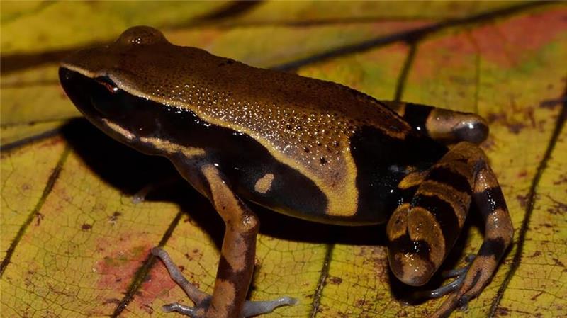 Der Langfingerfrosch Cardioglossa annulata wurde erst vor Kurzem erstmals von Forschenden beschrieben. (Handout)