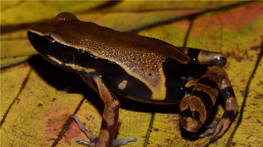 Der Langfingerfrosch Cardioglossa annulata wurde erst vor Kurzem erstmals von Forschenden beschrieben. (Handout)