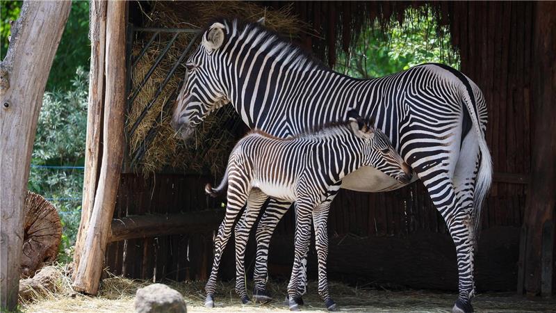 Der Leipziger Zoo schlachtete 2023 einen Zebrahengst, für den sich kein Platz in einem anderen Zoo fand.