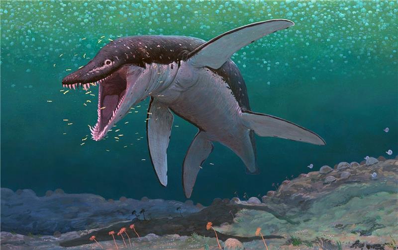 Uraltes Ungeheuer: Torpedo mit Riesenkiefer auf Beutefang Der Lorrainosaurus gehört zu den ältesten bekannten Mega-Pliosauriern.