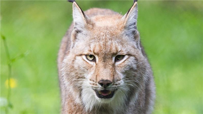 Der Luchs gehört zu den Gewinnern des WWF in diesem Jahr. (Archivbild)
