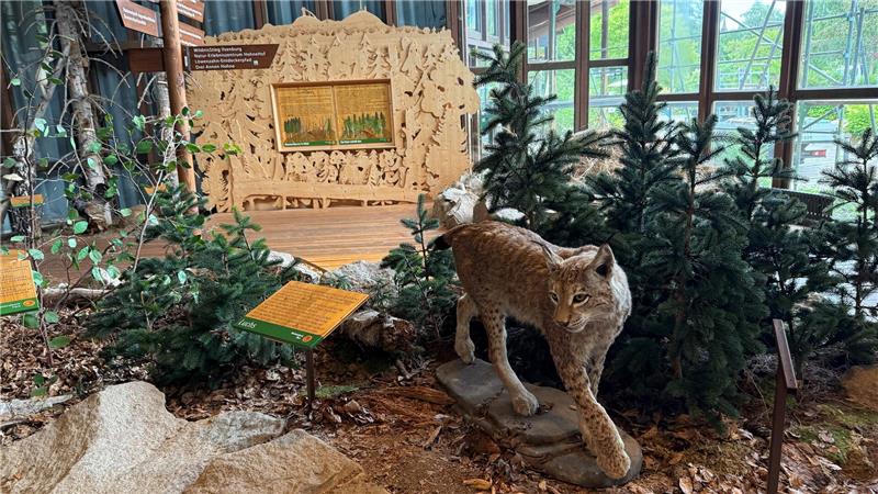 Der Luchs kann sich zwar im Gegensatz zum Wolf noch sehen lassen, dennoch soll auch der Bereich, den der Nationalpark Harz einrichtet, demnächst saniert werden, wie Dirk Becker ankündigt.