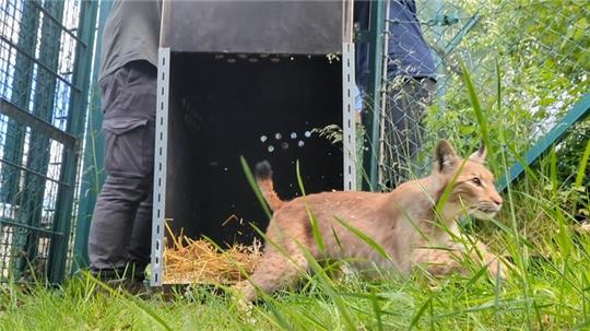 Der Luchs kommt in seinem neuen Gehege an, wenige Minuten, bevor er türmt.