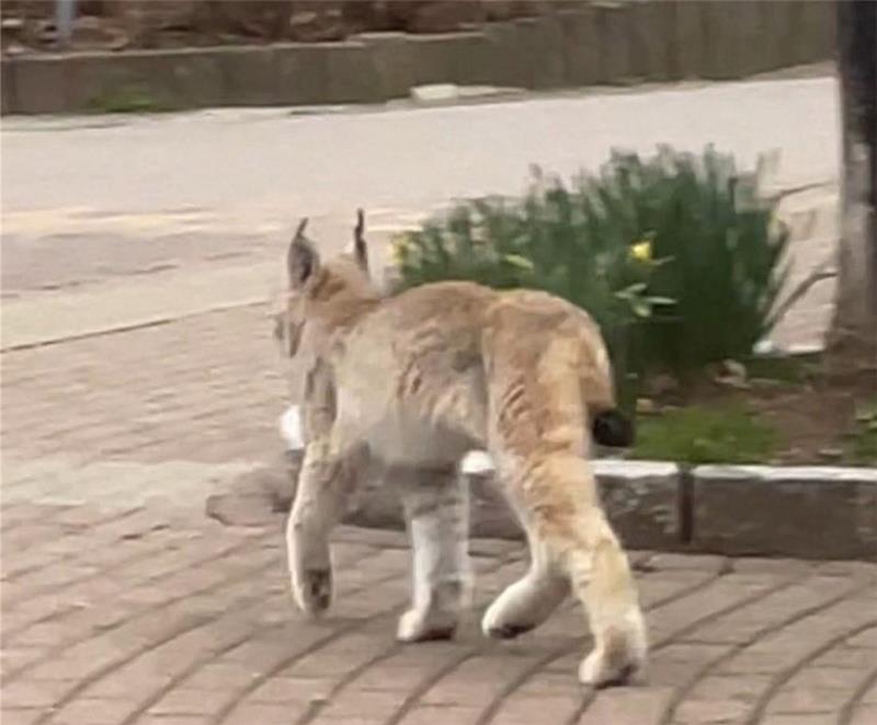 Der Luchs spaziert auf der Marktstraße gemütlich vom „Stadt Chalet“ (ehemaliges Postamt) über die Fahrbahn in Richtung evangelisches Gemeindehaus.  Foto: Privat