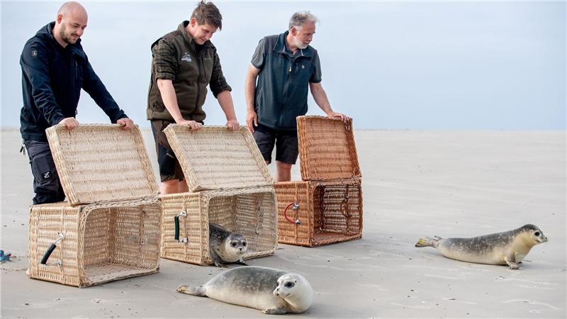 Zurück im Meer: Erste aufgepäppelte Seehunde ausgewildert Der Moment der Freiheit ist für die jungen Seehunde da, als die Tierpfleger die Transportkörbe öffnen.