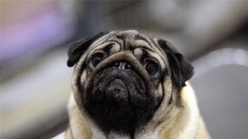 Qualzucht bei Hunden: Sind manche Rassen noch zu retten? Der Mops – eine Hunderasse mit vielen Problemen.