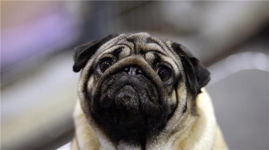 Der Mops – eine Hunderasse mit vielen Problemen.
