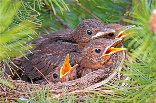 Der Nabu bittet: Wildvögel bitte in Ruhe lassen!.  Foto: Teufl