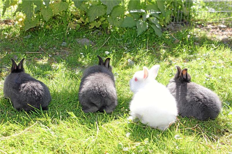 Der Nachwuchs bei den Marderkaninchen ist schon auf der saftigen Wiese seines Geheges munter unterwegs, nebenan wartet...