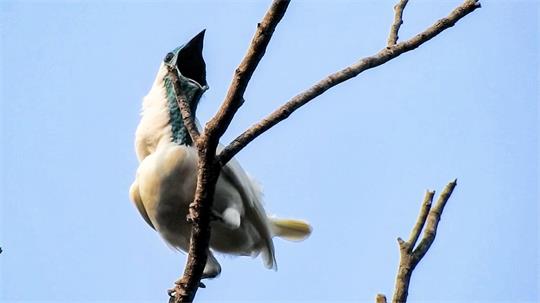 Der Nacktkehl-Glockenvogel stößt metallische Schreie aus.