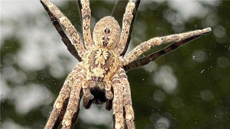 Nosferatu-Spinne wohl inzwischen bundesweit verbreitet Der Name leitet sich von der charakteristischen Zeichnung auf dem Vorderkörper ab, die an den Vampir aus dem gleichnamigen Kinofilm Nosferatu erinnert. (Archivbild)