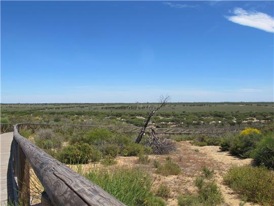 Der Nationalpark Doñana ist ein flaches, früher periodisch überschwemmtes Feuchtgebiet, das zum Meer hin von hohen Wanderdünen wie hier an der Cuesta Maneli begrenzt wird.