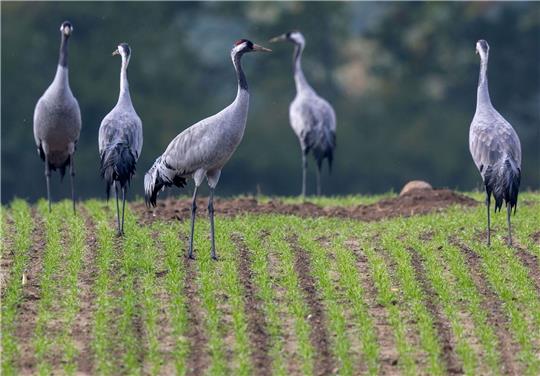 Der Naturschutzbund Deutschland (Nabu)  beobachtet ein verändertes Zugverhalten bei Kranichen.