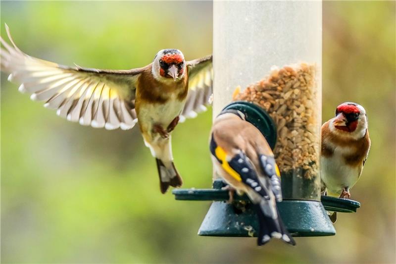 „Stunde der Gartenvögel” - Bevölkerung soll Vögel zählen Der Naturschutzbund NABU ruft zur Mitzähl-Aktion "Stunde der Gartenvögel" auf. Hier Stieglitze (Distelfinken) an einer Futtersäule.