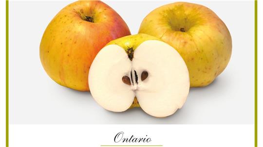 Der „Ontario“ als eine typische Winterapfelsorte ist im Freilichtmuseum am Kiekeberg angepflanzt worden. 