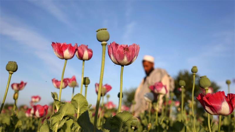 Der Opiumanbau ist in Afghanistan nach UN-Angaben im vergangenen Jahr wieder stark angestiegen. (Archivbild)