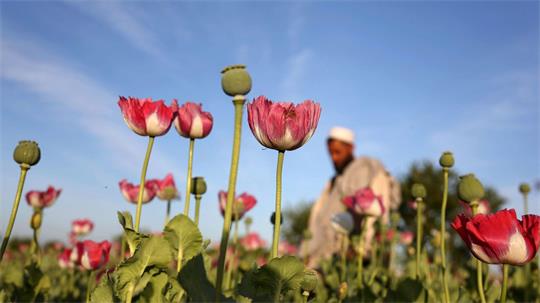 Der Opiumanbau ist in Afghanistan nach UN-Angaben im vergangenen Jahr wieder stark angestiegen. (Archivbild)