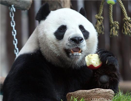 Der Panda Chuang Chuang im August 2010 im Chiang Mai Zoo.