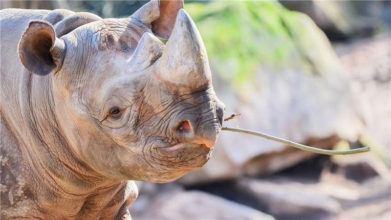 Tausch im Zoo Hannover - Hoffnung auf Spitzmaulnashorn-Baby Der Partnertausch im Rahmen des Europäischen Erhaltungszuchtprogramms (EEP) soll in beiden Zoos für Nachwuchs sorgen, denn Östliche Spitzmaulnashörner sind vom Aussterben bedroht.