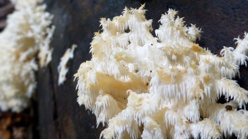 Bäume impfen, um seltene Pilze anzusiedeln Der Pilz Ästiger Stachelbart ist selten. Er soll im Nationalpark bald häufiger vorkommen.
