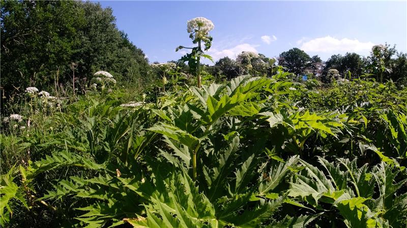 Der Riesenbärenklau (Heracleum mantegazzianum), auch Herkulesstaude genannt, stammt laut Nabu ursprünglich aus dem Kaukasus und wurde in die europäischen Länder als Gartenpflanze eingeführt. (Archivbild)