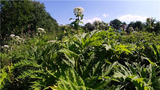 Der Riesenbärenklau (Heracleum mantegazzianum), auch Herkulesstaude genannt, stammt laut Nabu ursprünglich aus dem Kaukasus und wurde in die europäischen Länder als Gartenpflanze eingeführt. (Archivbild)