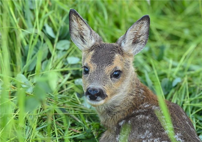 Der Roman «Bambi» erschien vor etwa 100 Jahren.