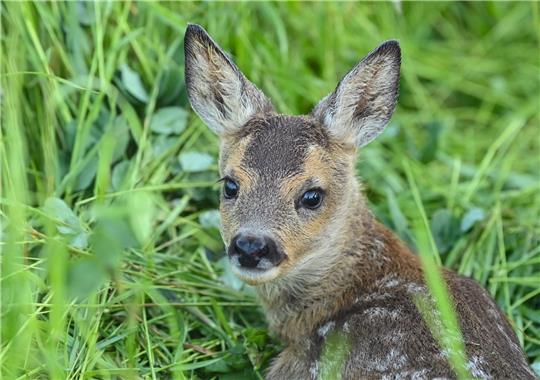 Der Roman «Bambi» erschien vor etwa 100 Jahren.