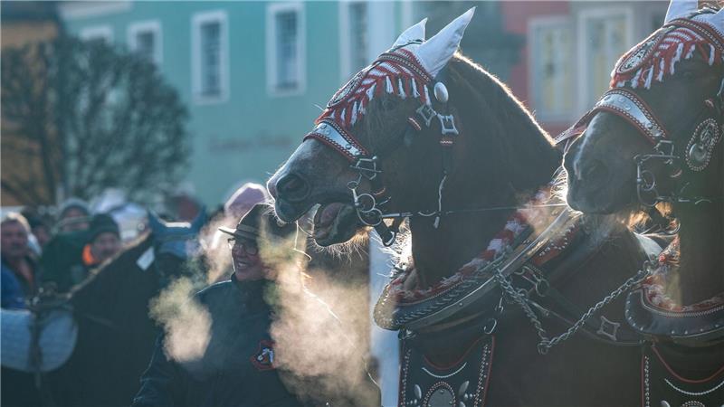 Der Rossmarkt in Berching hat eine lange Tradition.