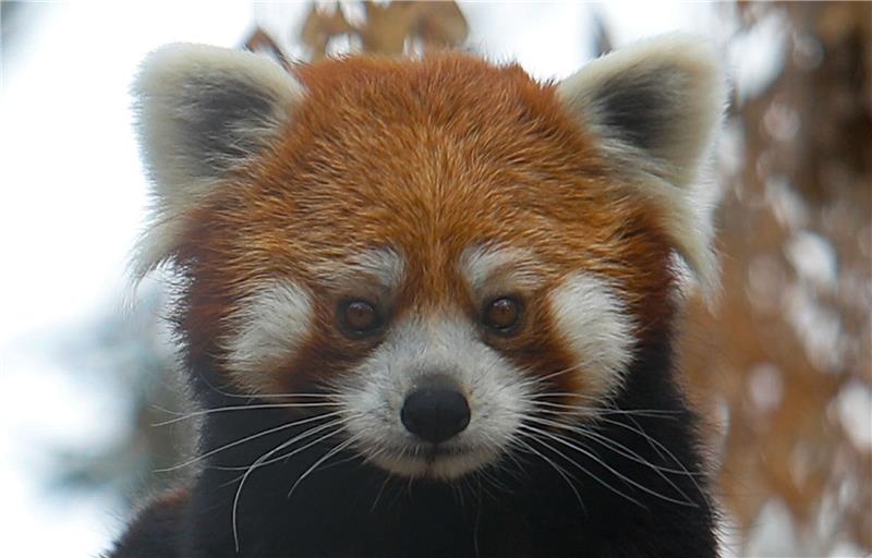 Panda im Gepäck: Tiere am Flughafen Bangkok konfisziert Der Rote Panda wird auch Katzenbär genannt (Symbolbild).