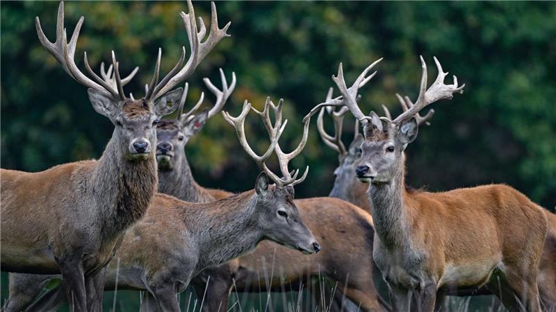 Der Rothirsch ist zum Tier des Jahres 2026 gewählt worden. (Archivbild)