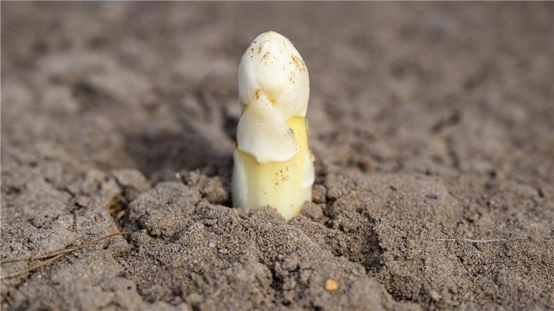 Der Ruf als potenzielles Aphrodisiakum ist Experten zufolge wohl vor allem auf das phallusähnliche Aussehen zurückzuführen.