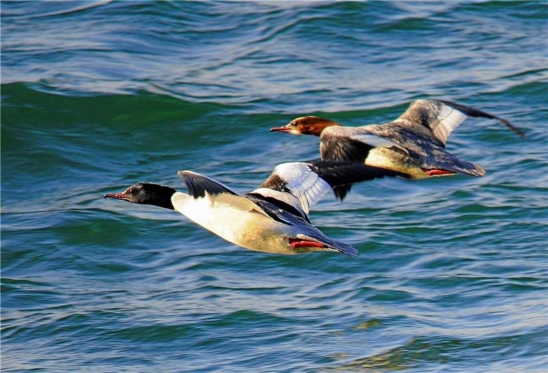 Der Schladener Naturfotograf Manfred Mund ist oft an den Kiesteichen. Hier hat er mit der Kamera zwei Gänsesäger im Flug eingefangen.